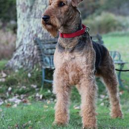Airedale Terrier All Grown Up from RiverRun Terriers