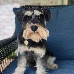 Fitz - Miniature Schnauzer