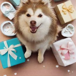 Tbd - Chocolate female Pomsky puppy in Princeton, Minnesota from Bluebird House of Pomsky