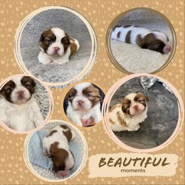 Winston - Liver and white male Shih Tzu puppy in Klamath Falls, Oregon from Bel Aire Beauties