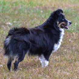 Miniature Australian Shepherds and Toy Australian Shepherds from Aiken Switch Aussies