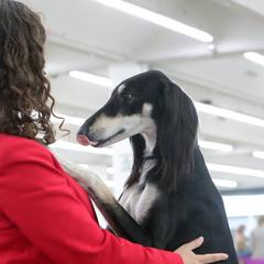 Salukis from Hayat Salukis