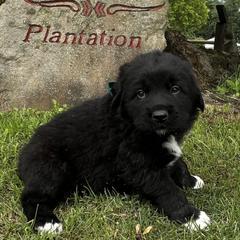 Prince Charming (Green) - White and black male Karakachan puppy in Franklin, Pennsylvania from Harvest Plantation