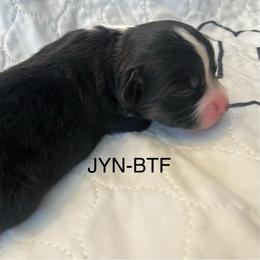 Jyn - Black tri female Miniature Australian Shepherd puppy in Denair, California from CenCal Mini Aussies