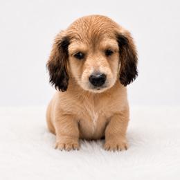 Dachshund Puppies from Dachshundsnextdoor