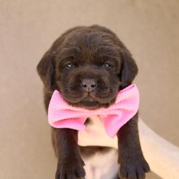 Bunny - Chocolate female Labrador Retriever puppy in Ocala, Florida from Moon river Labradors