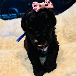 Jeanette - Black and white female Cavapoo puppy in Kingfisher, Oklahoma from Perdue Puppies