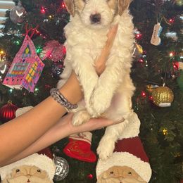 Goldendoodle Puppies from Gracious Doodle Dogs