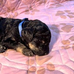 French Bulldog and Poodle Puppies from Dallas Paw Connect