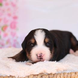 Asher - Tri-color male Bernese Mountain Dog puppy in Williamston, South Carolina from Dutton Dog Co & Dalla Grazia Doberman