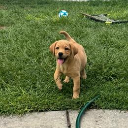 Yellow Collar Female - Yellow female Labrador Retriever puppy in Kissimmee, Florida from SunState Labs
