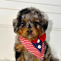Sunset - Merle female Bernedoodle puppy in Beecher, Illinois from Erica’s Doodles