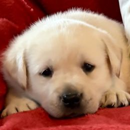 Yellow boy 2 - Yellow male Labrador Retriever puppy in Jamestown, Ohio from Heartlands Quality Labrador Retrievers