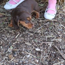 Princess - Chocolate and tan female Dachshund puppy in Wichita, Kansas from Lauren's Dachshunds