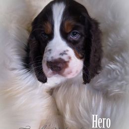 Boy 5 'Hero' - Liver white and tan male English Springer Spaniel puppy in Silverdale, Washington from TimberVale Springers