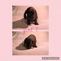 Australian Shepherd and Dachshund Puppies from Shiloh Ranch and Kennels