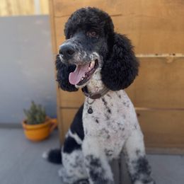 Emmi  - Poodle
