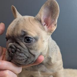 Gremmie - Blue fawn female French Bulldog puppy in Rochester, New York from Upstate Champion Kennels