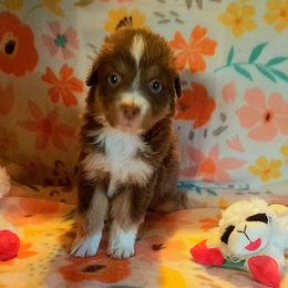 Australian Shepherd Puppies from Waggle Time Farms