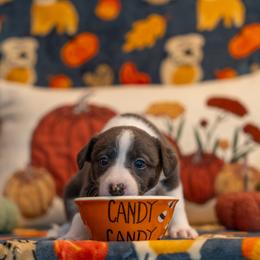 Border Collie, Papillon, Sporty Mix, and Whippet Puppies from Old Hemp Border Collies / Open Horizon Sport Dogs