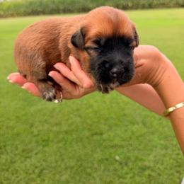 Captain America - Wheaten male Soft Coated Wheaten Terrier puppy in Illinois from Sarabeth's Friendly Pups