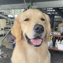 Hazel - Golden Retriever