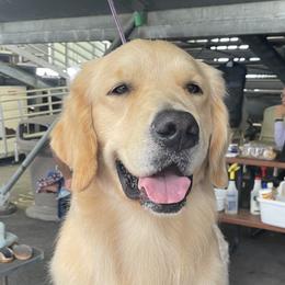 Hazel - Golden Retriever