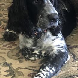 English Springer Spaniels from Trinity Ranch English Springer Spaniel