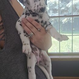 Dolly - White black and tan female Dalmatian puppy in Janesville, Wisconsin from Legacy Dalmatians