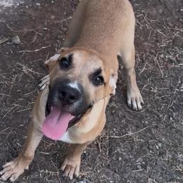 Sweet Pea - Fawn female Perro de Presa Canario puppy in Texas from TLR Perro de Presa Canario