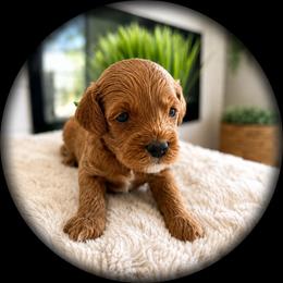 David - Red male Cavapoo puppy in Ephrata, Washington from Mustard Seed Doodle Co.