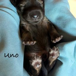 Uno - Cream male Dachshund puppy in Michigan from Hidden Haven Dachshunds