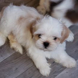 Goldendoodles, Poodles, and Shih Tzus from Dixie Doodles and More
