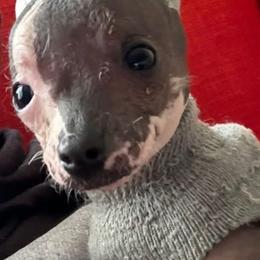 Chihuahua and Chinese Crested Puppies from Western Kentucky Chihuahua’s and Chinese Crested’s