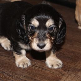 Dachshund Puppies from Rylie Stovall