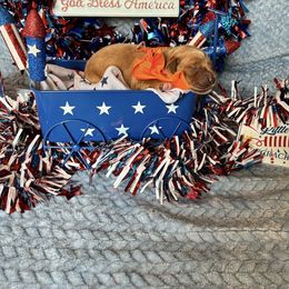 Boy 4 - male Golden Retriever puppy in Marquette County, Michigan from Aurora's Northern Goldens