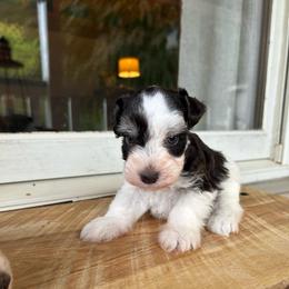 Bibbidi - Parti male Miniature Schnauzer puppy in Oneida, Tennessee from Saving Grace