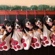 Entlebucher Mountain Dog Puppies from Dyberry Creek Farm