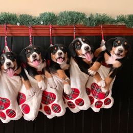 Entlebucher Mountain Dog Puppies from Dyberry Creek Farm