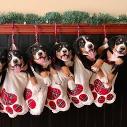 Entlebucher Mountain Dog Puppies from Dyberry Creek Farm