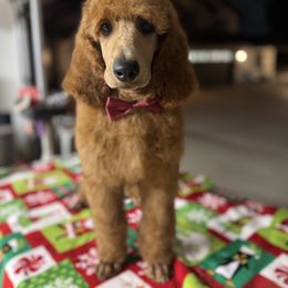 Brown collar boy - Red  male Poodle puppy in Riverside, California from Riverside red poodles