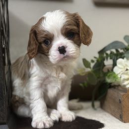 Dasher - Blenheim male Cavalier King Charles Spaniel puppy in Kidder, South Dakota from Continental Cavaliers