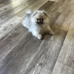 Pomeranian Puppies from Glitzypoms