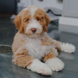 Peyton (socialization program student) - Yellow and white female Bernedoodle puppy in Dundee, Ohio from Down Home Doodle