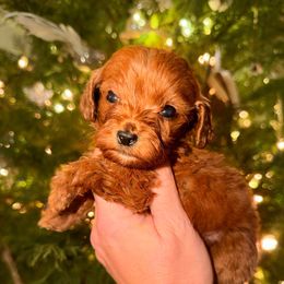 Girl 4 - Red  female Goldendoodle puppy in Meridian, Mississippi from Magnolia Poodles and Doodles