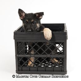 Green Collar Male - German Shepherd puppy in Columbia, Missouri from Magnum Opus German Shepherds