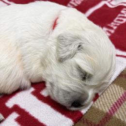 Boy reservation 2 - Light golden male Golden Retriever puppy in Waterloo, Indiana from All 4 Paws of Pheasant Run