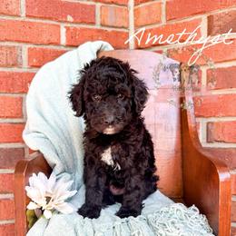 Amethyst - Black and white female Aussiedoodle puppy in Corydon, Indiana from Ridgeline Doodles