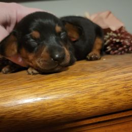 Boy - Black and tan male Dachshund puppy in Manchester, New Hampshire from 603 Wiener Wonders