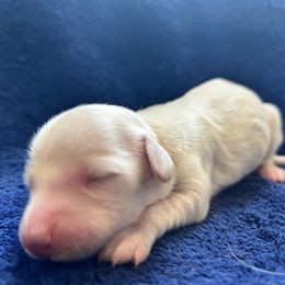 Sugar - Cream female Dachshund puppy in Elko, Nevada from Hobby Horse Homestead Mini Doxies